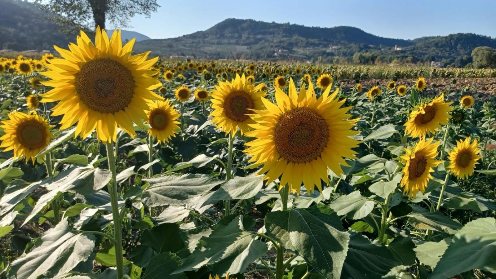 Appartamento Casa Vacanza Abano Terme Euganean Hills Holiday Teolo Bagian luar foto